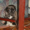 reg-ogie_everafter_004