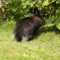Photo #97969 de Lapinou