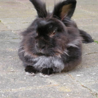 Photo #97975 de Lapinou
