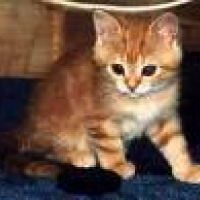 baby_tabby