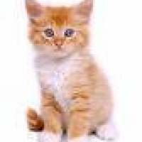 orange_tiger_tabby
