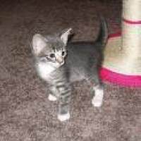 Photo #98257 de Taro