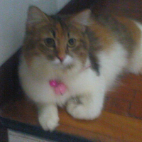 Photo #98341 de Misty