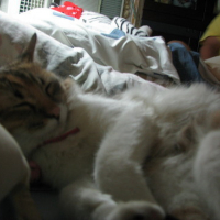Photo #98347 de Misty