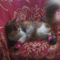 Photo #98353 de Misty