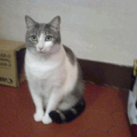 Photo #98407 de Louna