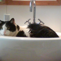 Photo #99049 de Biscuit