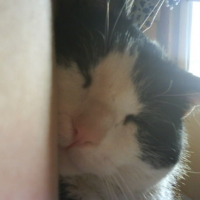 Photo #99055 de Biscuit