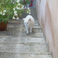 Photo #99085 de Matisse