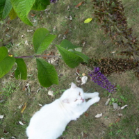 Photo #99091 de Matisse