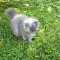 Photo #99121 de Duchesse
