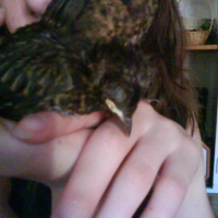 Photo #99337 de Fidgi