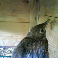 Photo #99343 de Fidgi