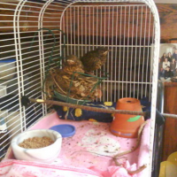 Photo #99349 de Fidgi