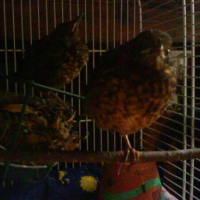 Photo #99355 de Fidgi