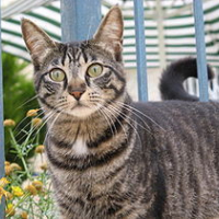 Photo #99601 de Taro
