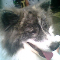 Photo #99931 de Sparta