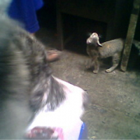 Photo #99949 de Sparta