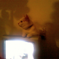 Photo #100141 de Chopin