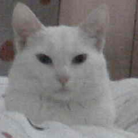 Photo #100147 de Chopin