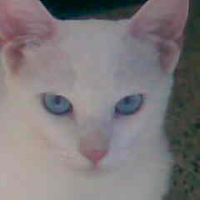 Photo #100153 de Chopin