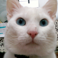 Photo #100159 de Chopin
