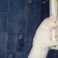 Photo #100165 de Chopin