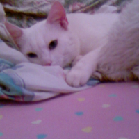 Photo #100171 de Chopin