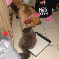 Photo #100375 de Pitch