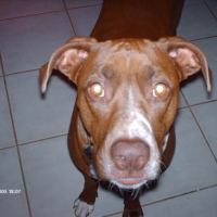 Photo #100819 de Roxy