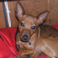 Photo #101143 de Onyx