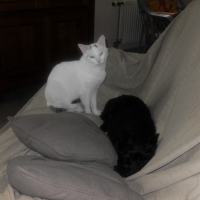 Photo #101239 de Picsou