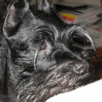 Photo #101245 de Uska