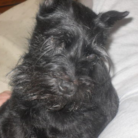 Photo #101251 de Uska