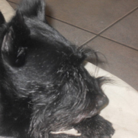 Photo #101257 de Uska