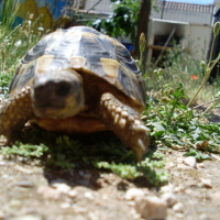 Photo #101971 de Trotinette