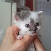 Photo #102025 de Mogwaï