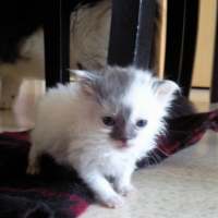Photo #102031 de Mogwaï