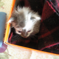 Photo #102043 de Mogwaï