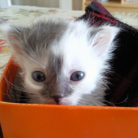 Photo #102121 de Mogwaï