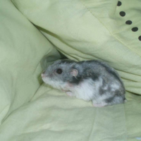 Photo #102127 de Perceval