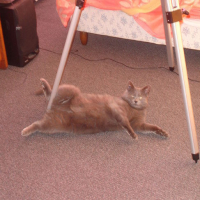 Photo #102415 de Minette