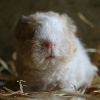 Photo #102745 de Sakyû