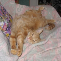 Photo #102793 de Rouky