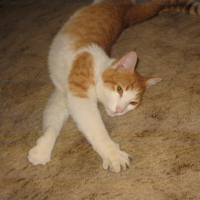 Photo #103009 de Tiger