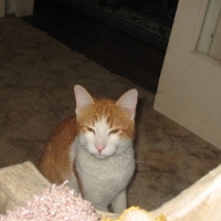 Photo #103021 de Tiger