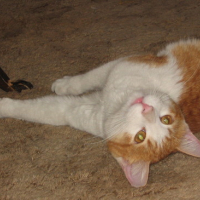 Photo #103027 de Tiger