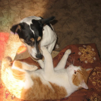Photo #103033 de Tiger