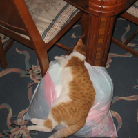 Photo #103039 de Tiger
