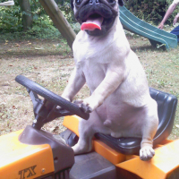 Photo #103093 de Puggy